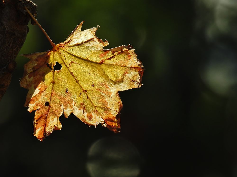 Magie des Herbstes