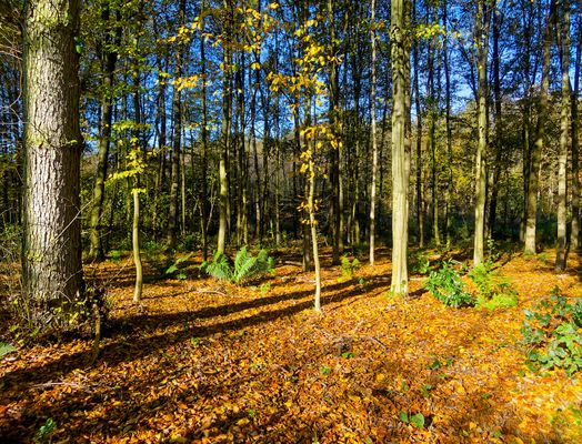 MAGIE DES HERBSTWALDES