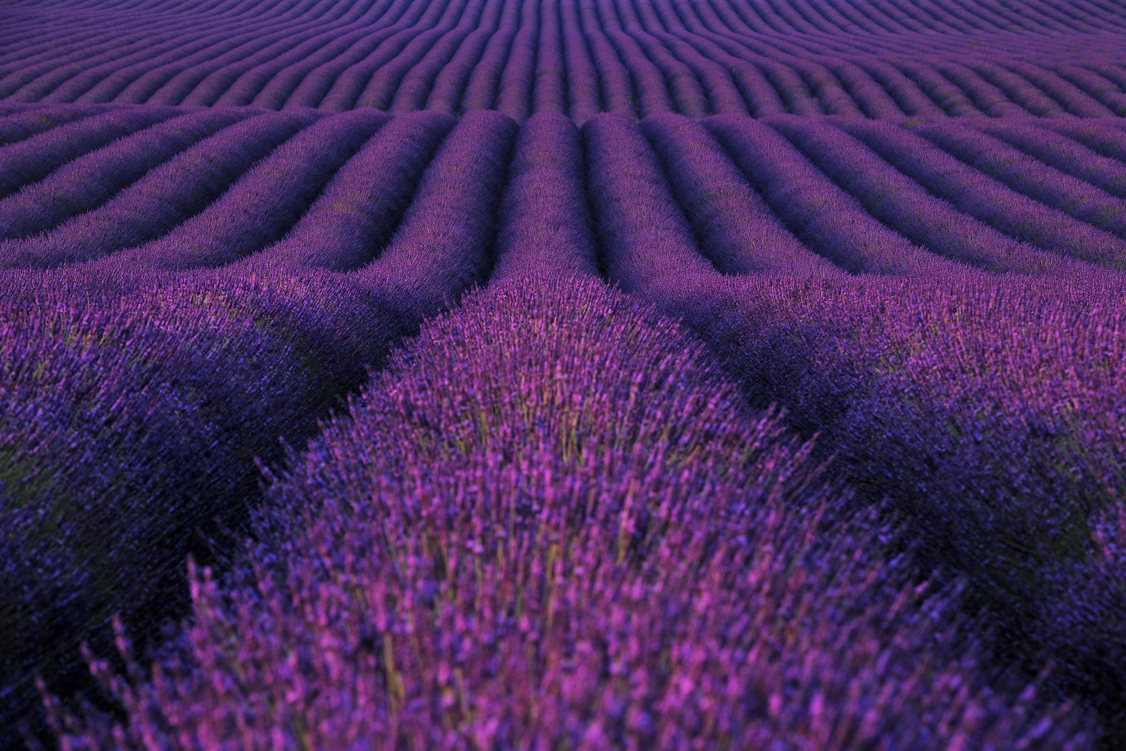 Magie des Lavendels