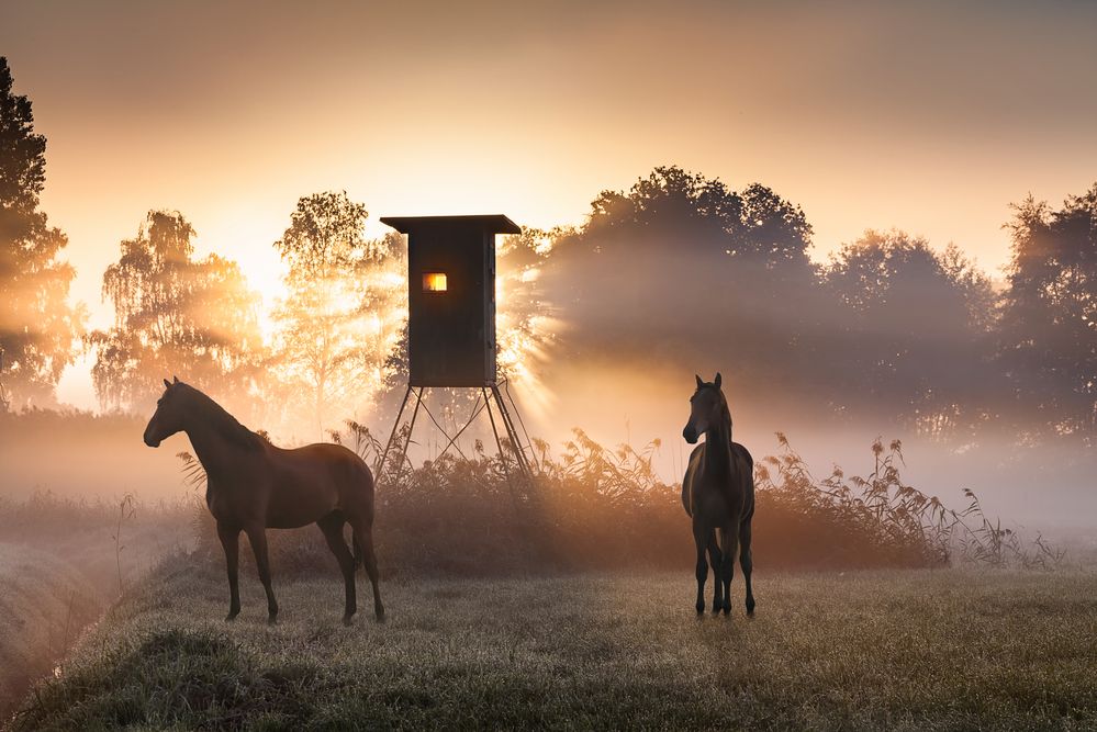 Magie des Morgenlichts