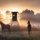 Magie des Morgenlichts