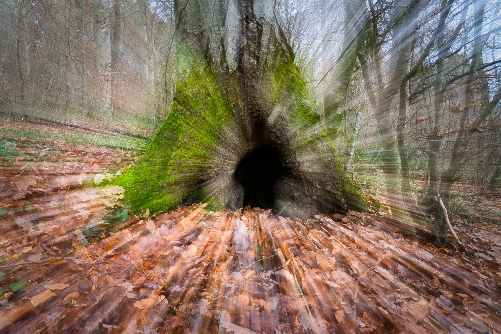 Bilder von Wald: Entdecke die Magie des Waldes mit deinen eigenen Zeichnungen!