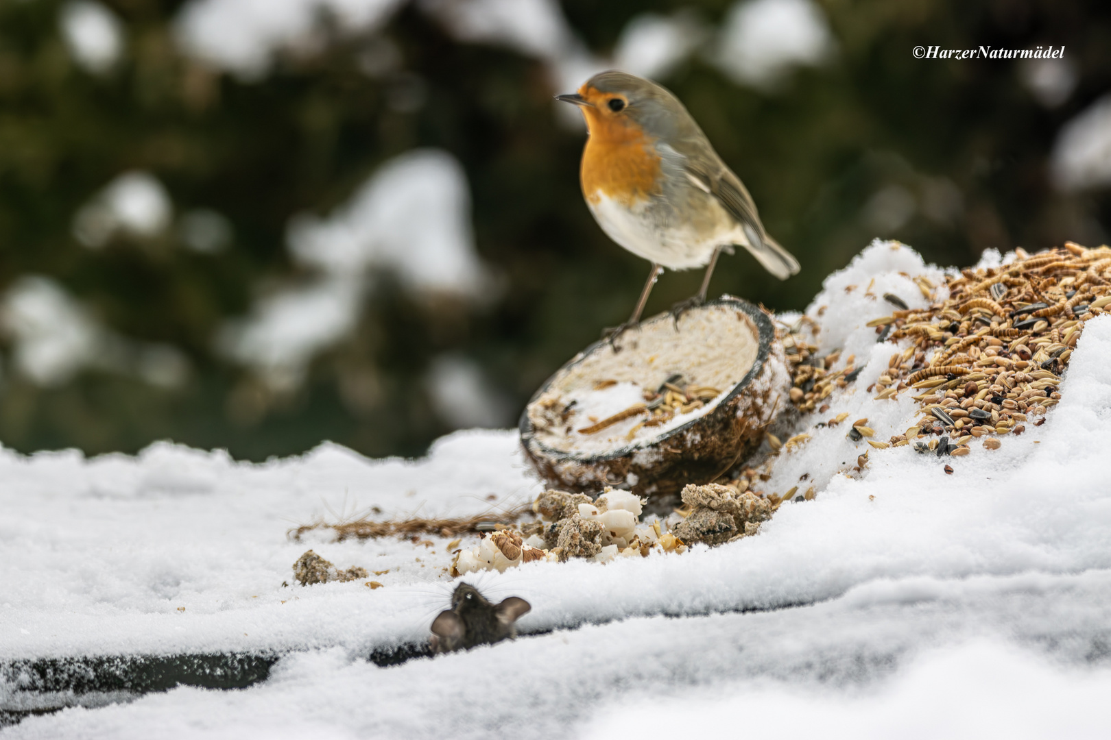 Magie des Winters