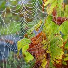 magie du brouillard dans la vigne