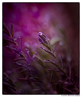 Magie im Mikrokosmos 