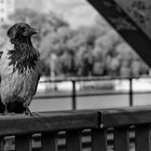 Magische Begegnung auf der Eisenbahnbrücke