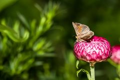 Magische Farben