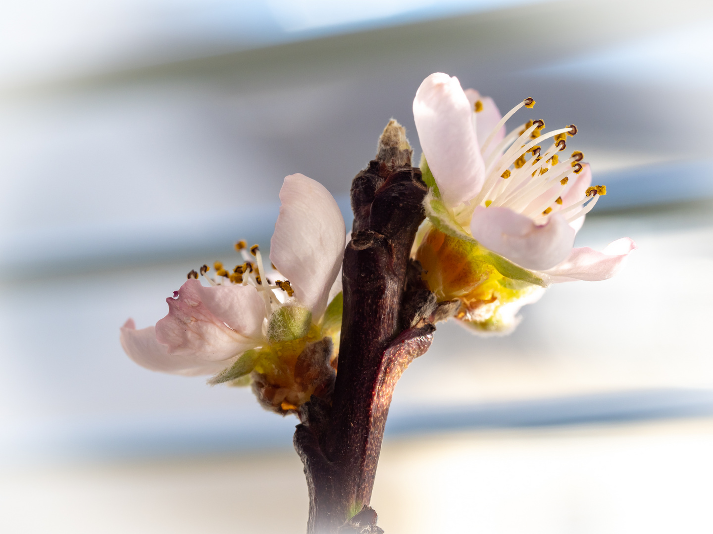 magische Frühlingsboten