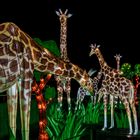  Magische Lichterwelten 2019 im Bergzoo Halle (2)