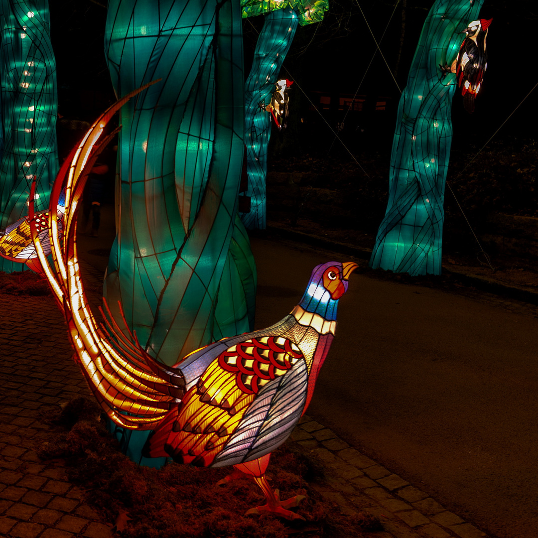  Magische Lichterwelten 2019 im Bergzoo Halle (8)