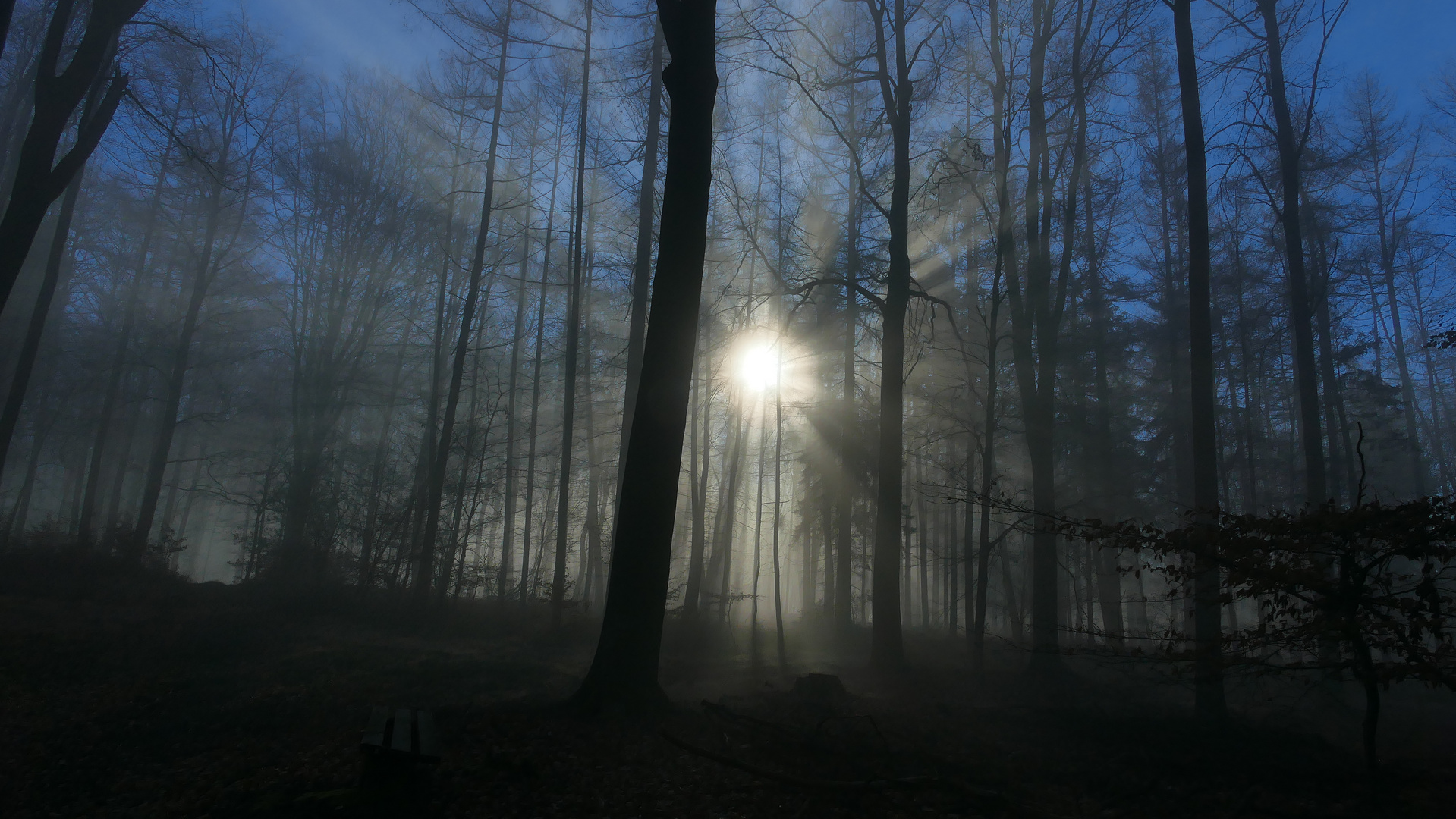 Magische Nebelstimmung im Wald