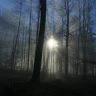 Magische Nebelstimmung im Wald