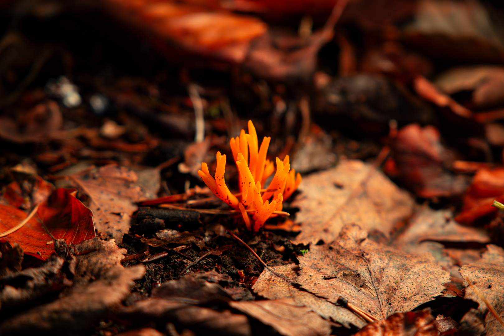 Magische Pilze 2