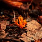 Magische Pilze 2