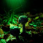 Magische Pilze 3