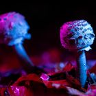 Magische Pilze 5