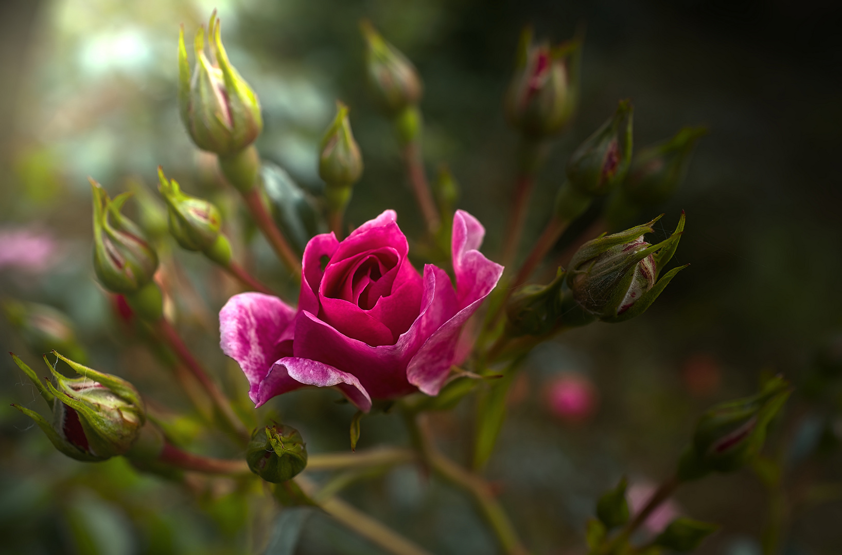 Magische Rose...
