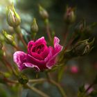 Magische Rose...