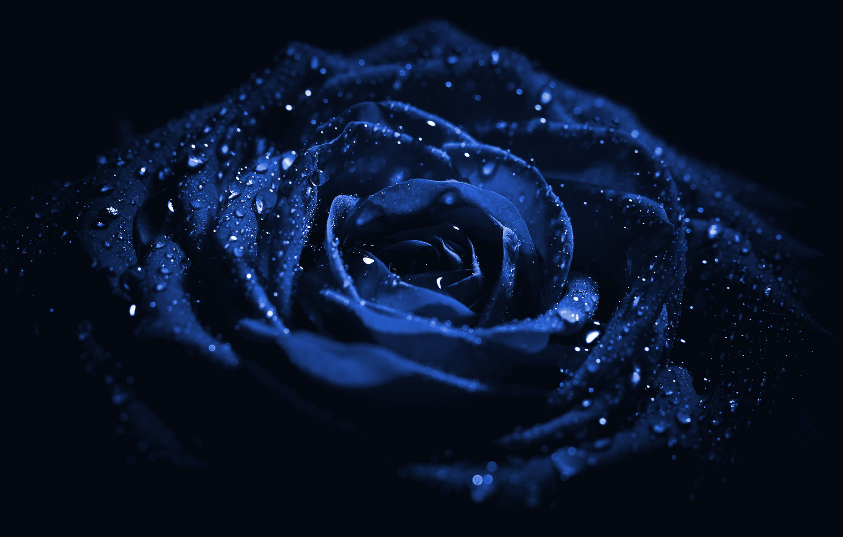 Magische Rose(Blaue Version)