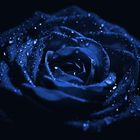 Magische Rose(Blaue Version)