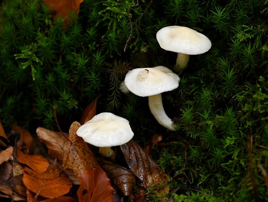 "MAGISCHE STILLE ZUM DRITTEN ADVENT."