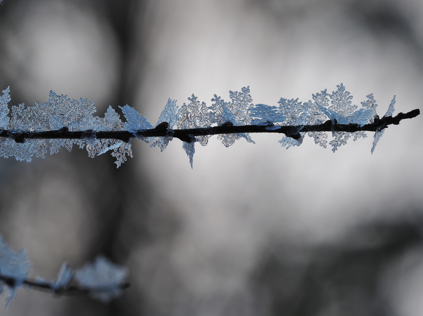 Magische Winter-Blüten