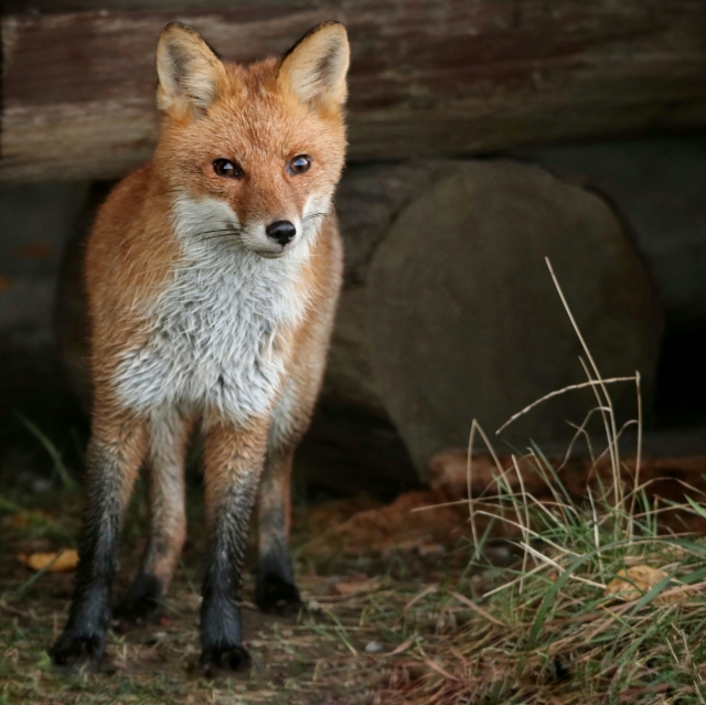 Magischer Auge in Auge Moment mit wildem Fuchs