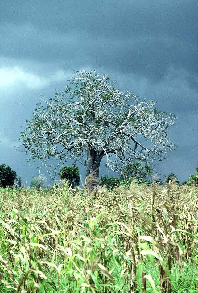 magischer Baum