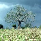 magischer Baum