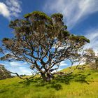 Magischer Baum