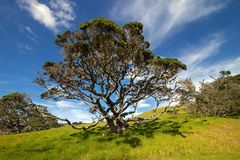 Magischer Baum