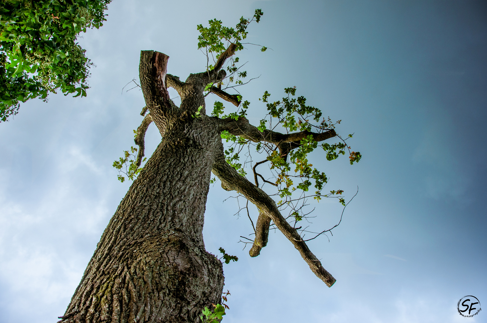 Magischer Baum