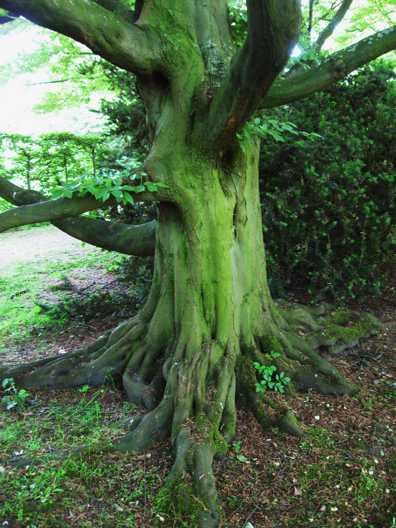 Magischer Baum