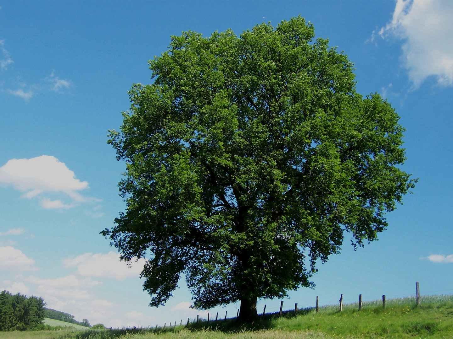 magischer Baum (neu)