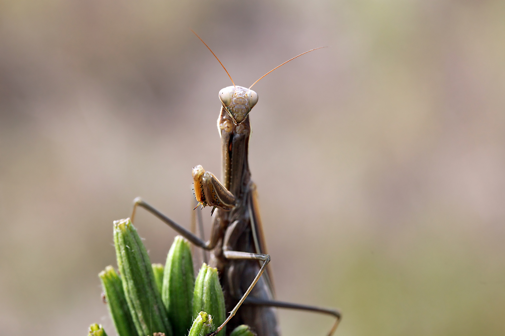 Magischer Blick...