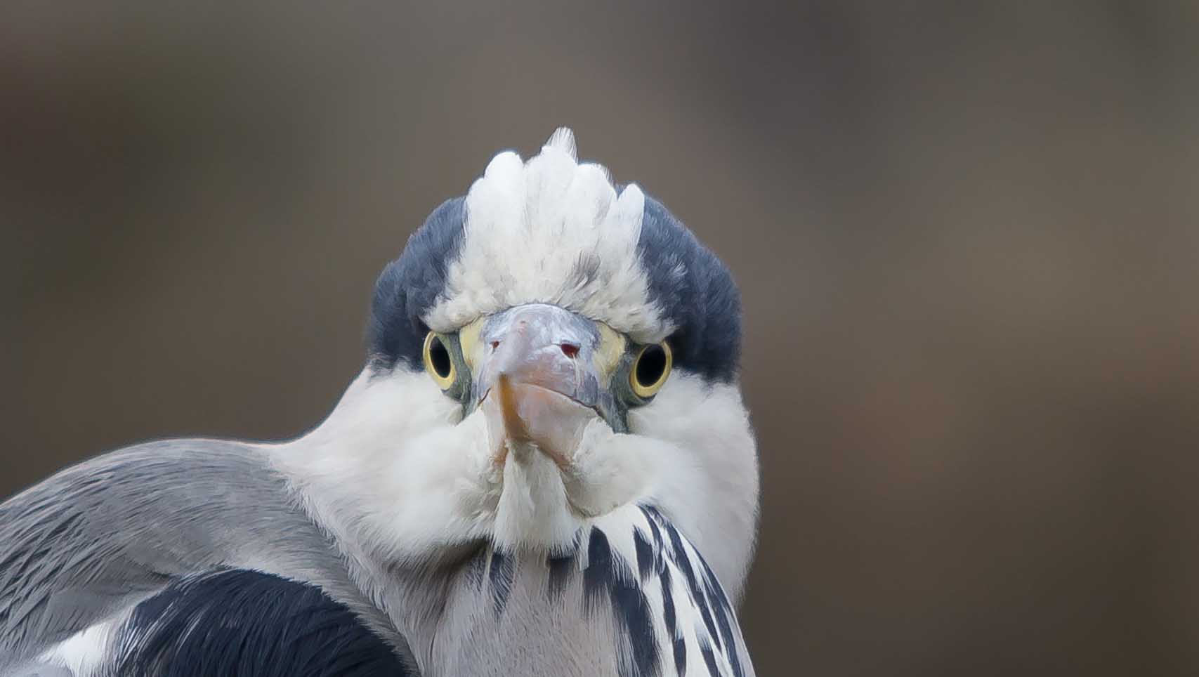 Magischer Blick