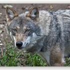Magischer Blick - selten, daß einen die Wölfe im Münchner Zoo beachten