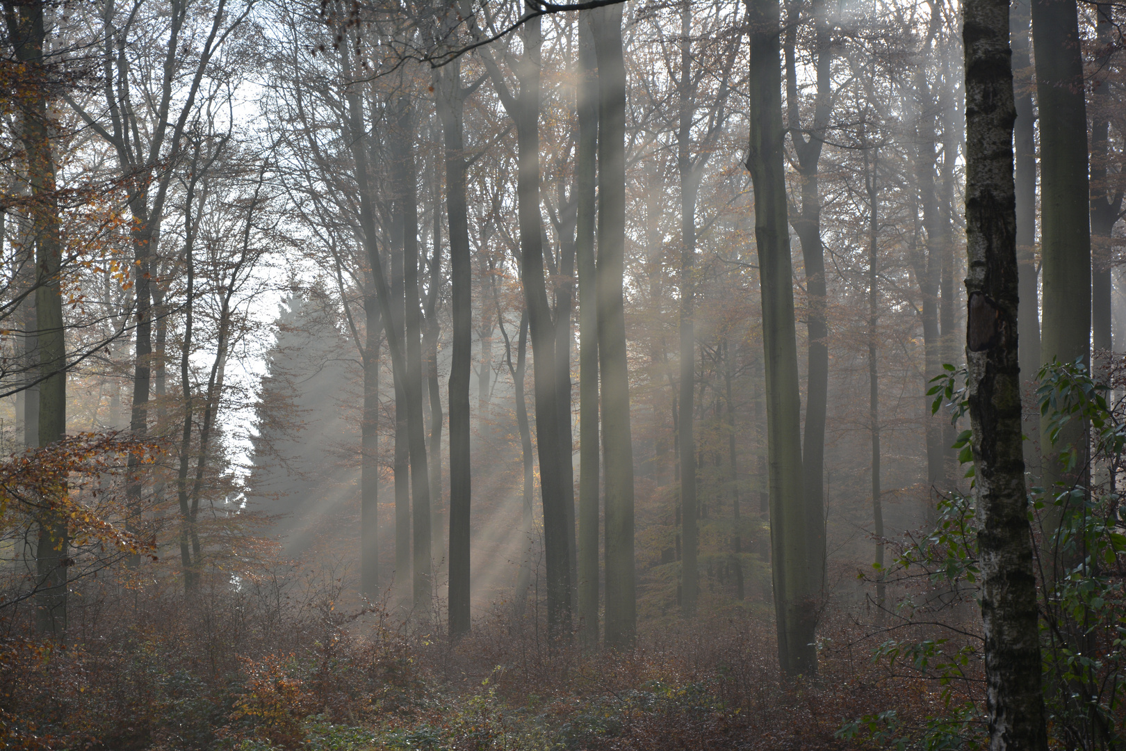 Magischer Herbstwald