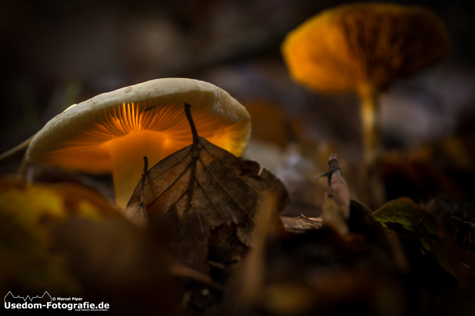 Magischer Pilz im Wald von der Insel Usedom 07.10.2013