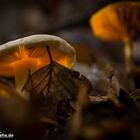 Magischer Pilz im Wald von der Insel Usedom 07.10.2013