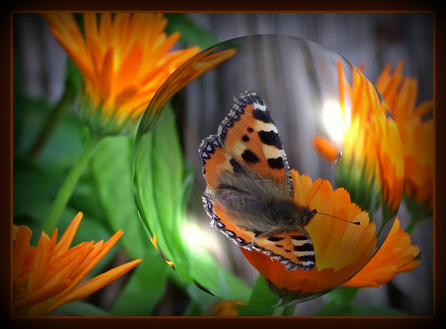 Magischer Schmetterling (Magical butterfly)