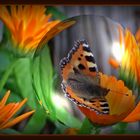 Magischer Schmetterling (Magical butterfly)