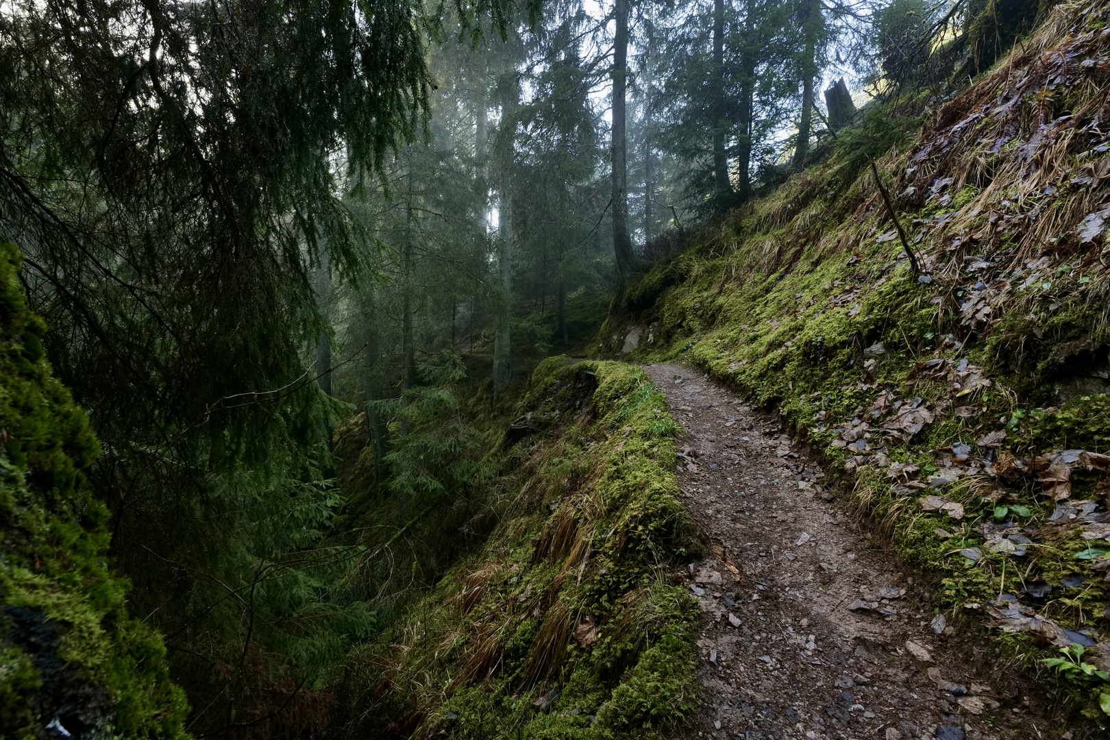 Magischer Schwarzwald