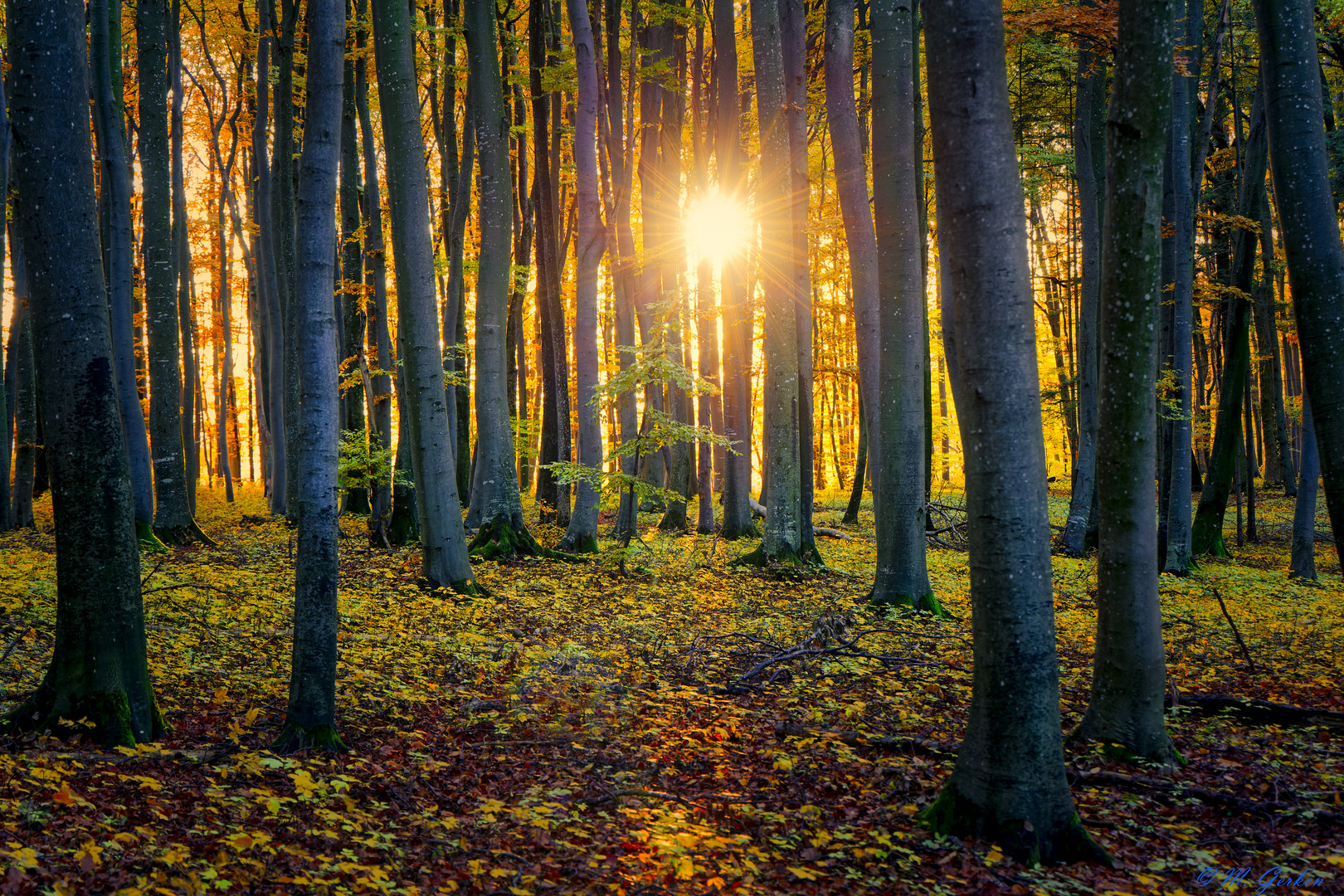 Magischer Wald