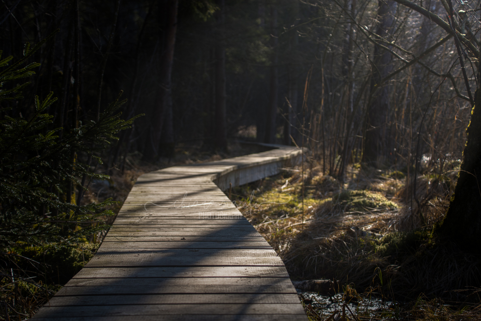 Magischer Wald