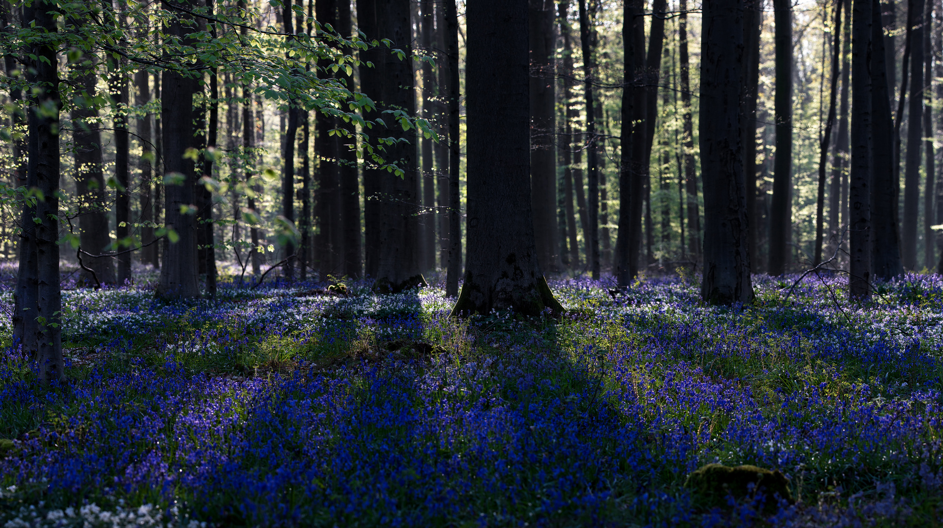 Magischer Wald