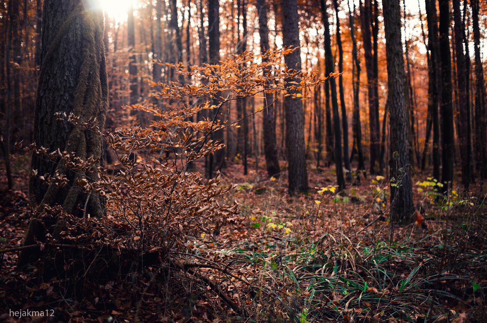 magischer Wald