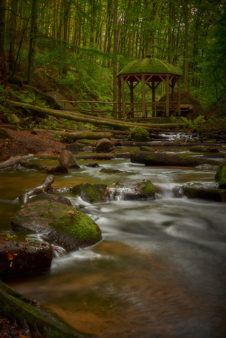 Magischer Wald