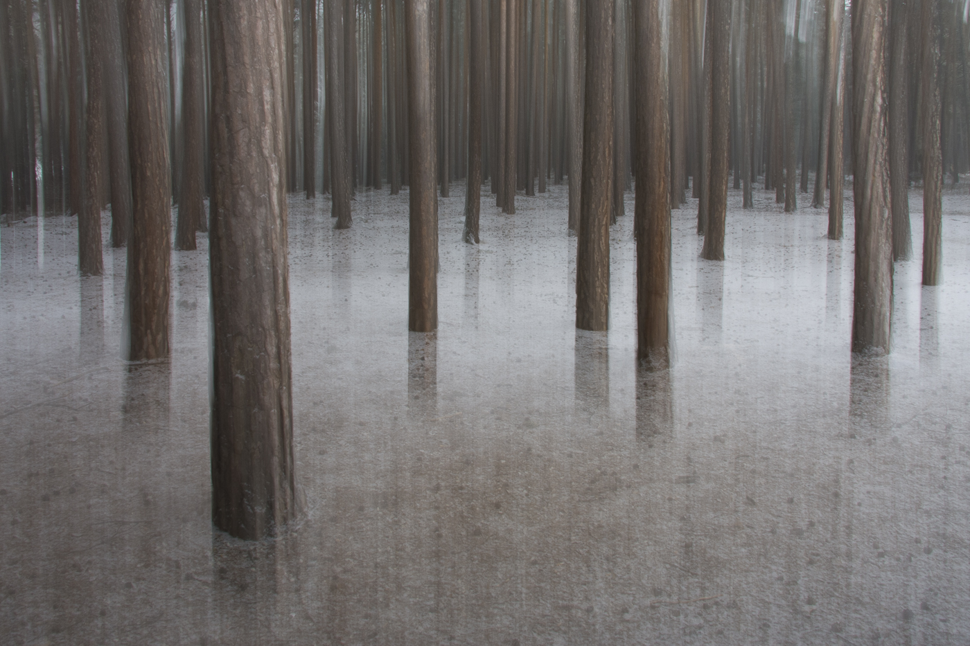 Magischer Wald - bosco magico