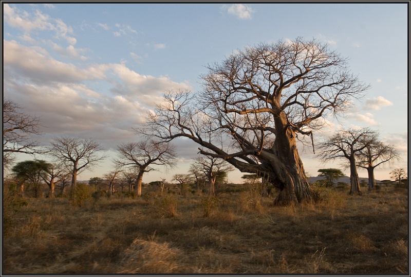 Magischer Wald im Ruaha Nationalpark